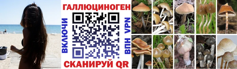 Псилоцибиновые грибы Psilocybe Купить закладки Белореченск